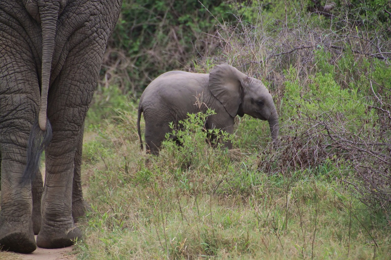 Elephant, african bush elephant, national park — The Psychology Behind Casino Betting and Player Decisions