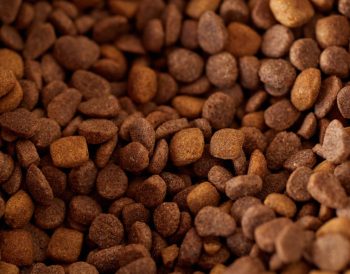 pet food startup funding