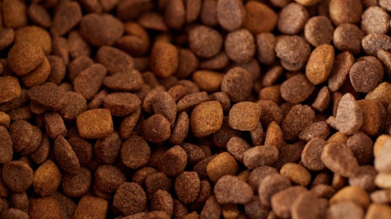 pet food startup funding