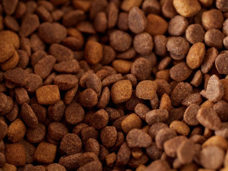 pet food startup funding